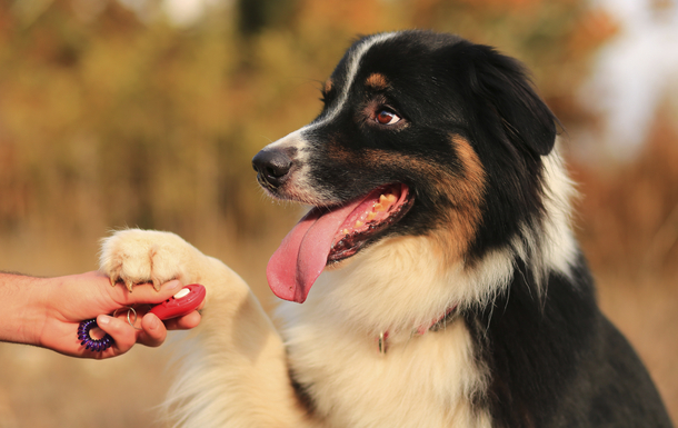 Mensch mit Hund