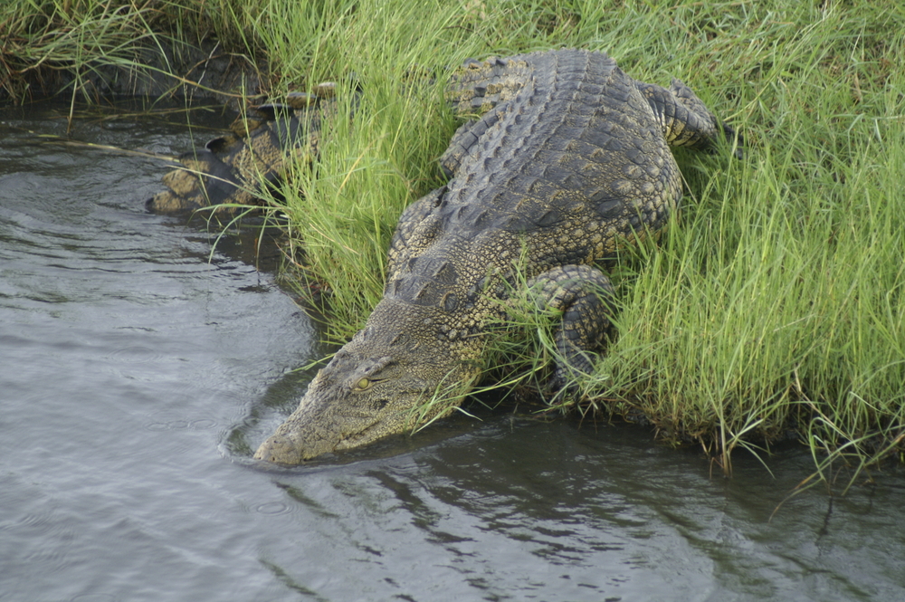 Chobe Nationalpark, Botswana